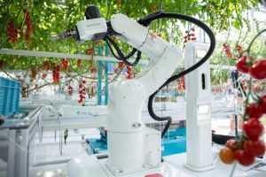 Intelligenter Ernteroboter für den Tomatenanbau mit Denso-Technik