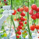 Image_processing_technology_was_apply_with_The_robot_to_used_to_harvesting_tomatoes_in_agriculture_industry